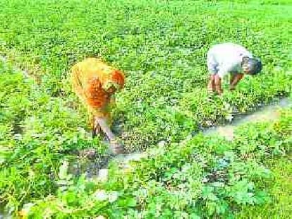 union budget will cause big loss to uttar pradesh